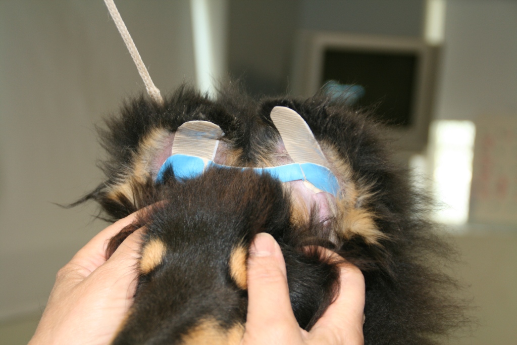 How To Brace Collie Ears